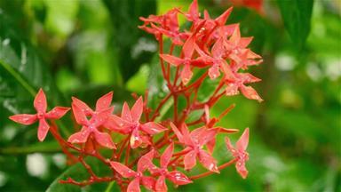 Ixora红色的小花植物湿透了湿雨水美丽的室内植物花背景设计视频镜头多雨的一天季风季节雨雷声声音效果自然美关闭